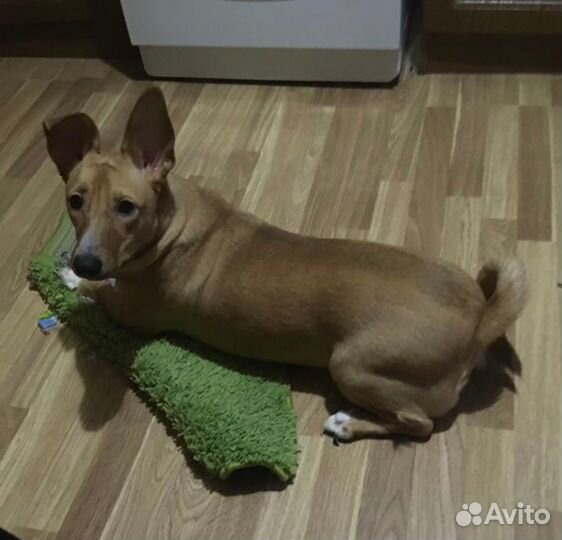 Собака в добрые руки