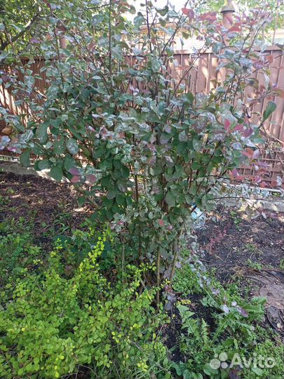 Молодой барбарис