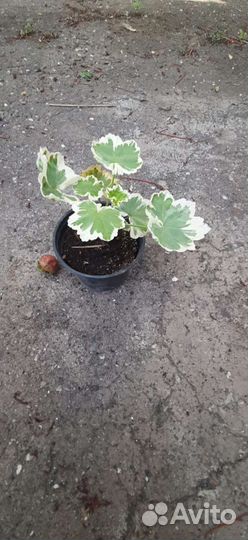 Герань тюльпановидная