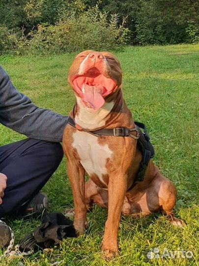 Пит буль вязка