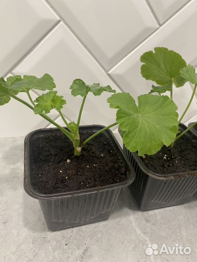 Герань пеларгония розебудная красная