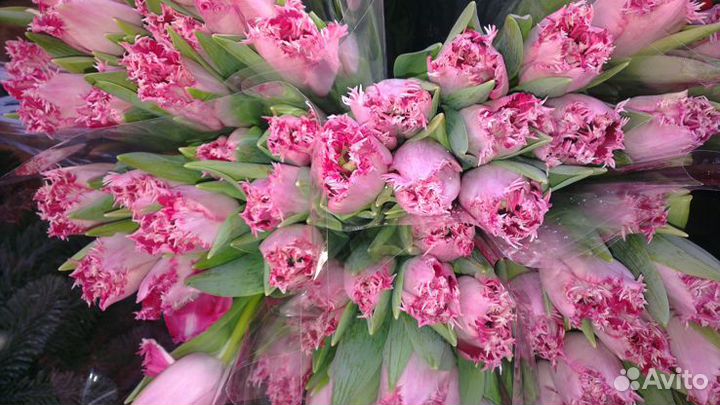 Тюльпаны букет опт