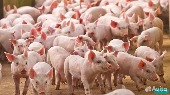 Разнорабочий (Вахта)