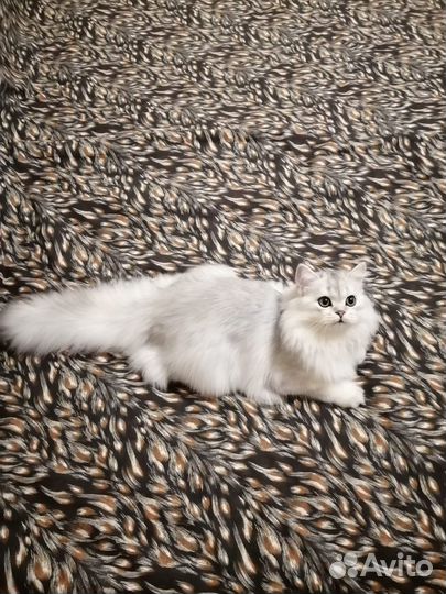 Шотландский котик