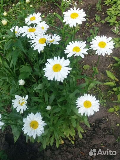 Ромашка садовая