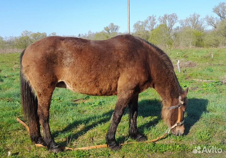Конные прогулка и фотосесия