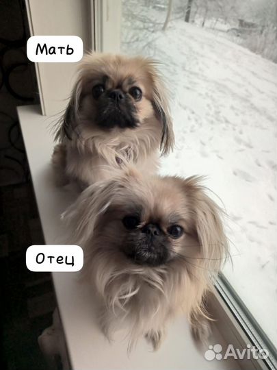 Щенки пекинеса