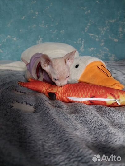 Котёнок Канадского сфинкса бронь бесплатно
