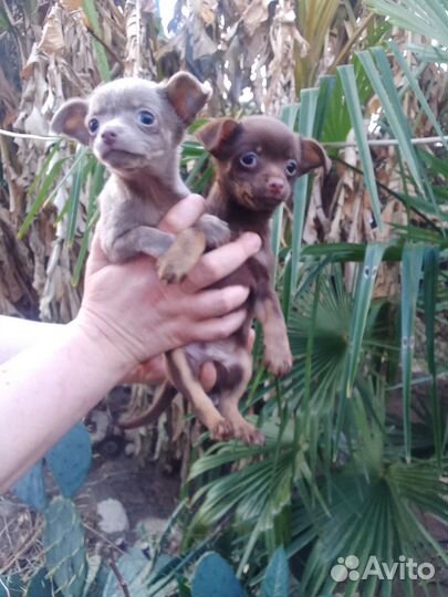 Щенки чихуахуа