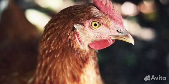 Куры несушки