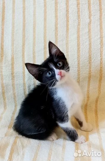 Очаровательные котятки