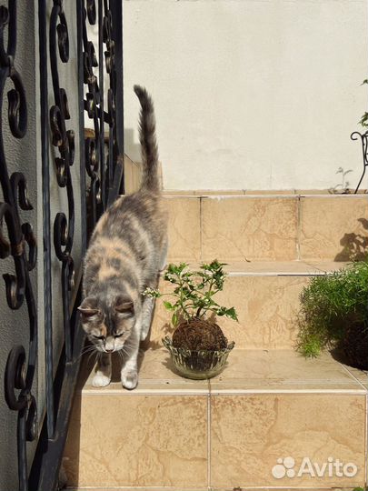 Колеус в Kokedama