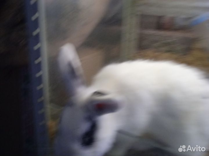Кролик