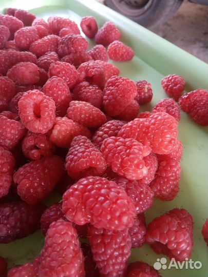 Малина Патриция саженцы 1шт