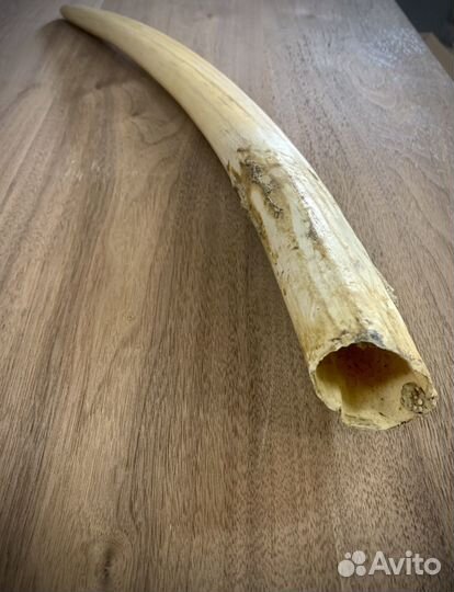 Мамонт бивень