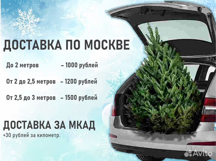 Новогодние ёлки и сосны Живые елки с доставкой