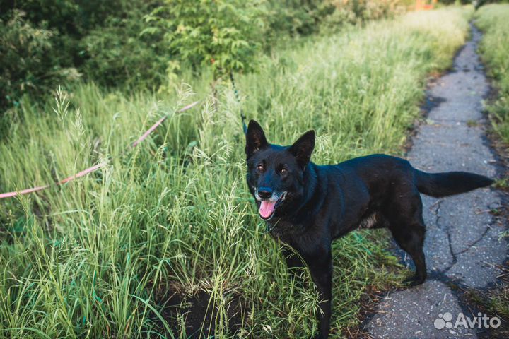 Лайка русская