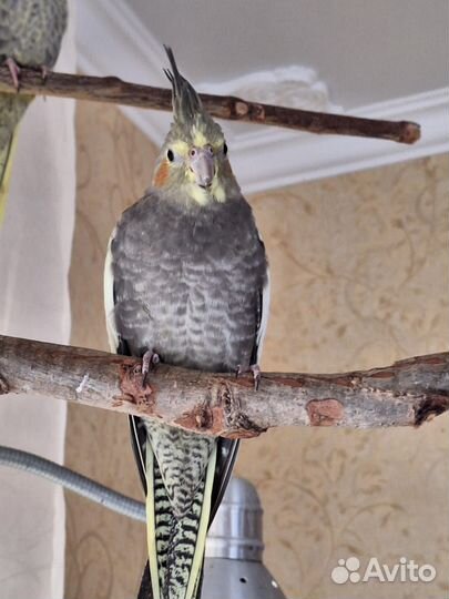 Попугай Корелла девочка