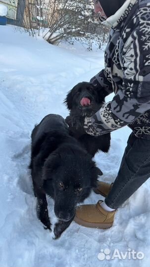 Взрослые щенки в добрые руки