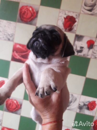 Щенок мопса девочка