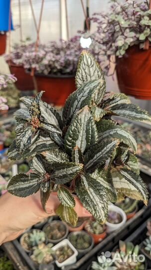 Альтернатера, Гинура, Пилея