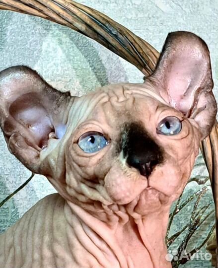 Эльф Канадский сфинкс котенок девочка