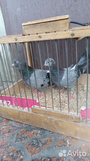 Голуби разных пород