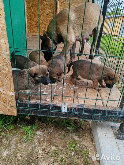 Отдам собак