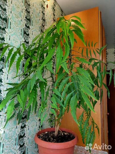 Домашний цветок, папоротник, полисциас