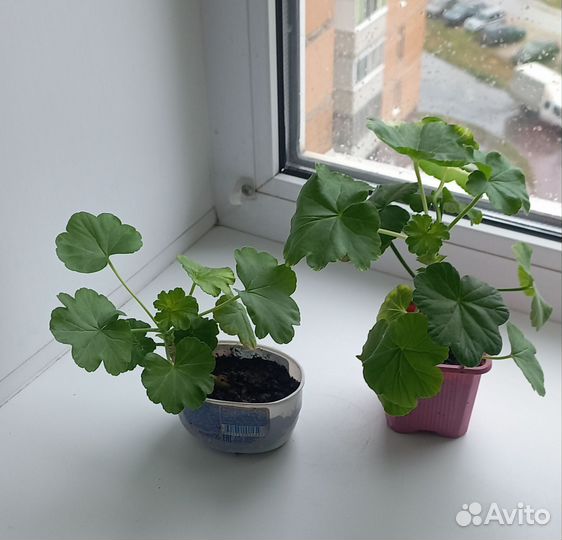 Пеларгония герань красная