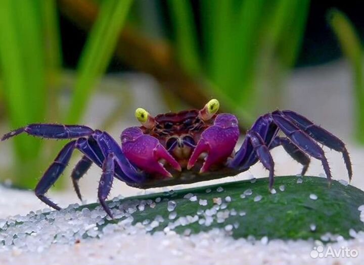 Мелкие крабики для аквариума и террариума