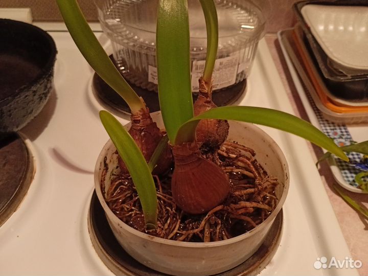 Луковицы амариллиса