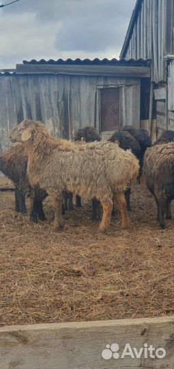 Эдильбаевские бараны