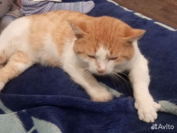 Котята в добрые руки 6 месяцев