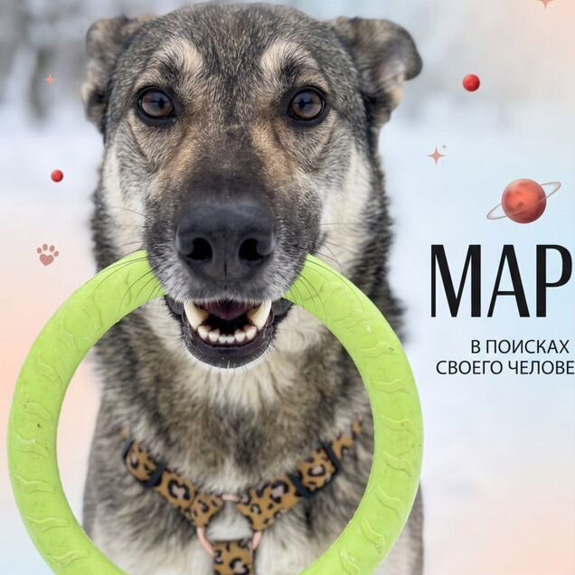 Взрослый пёс в добрые руки
