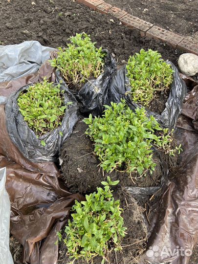 Флоксы многолетние розовые