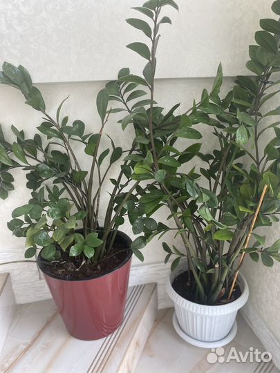 Комнатные цветы замиокулькас