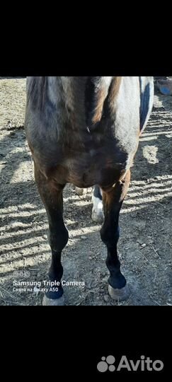 Жеребец и кобылка