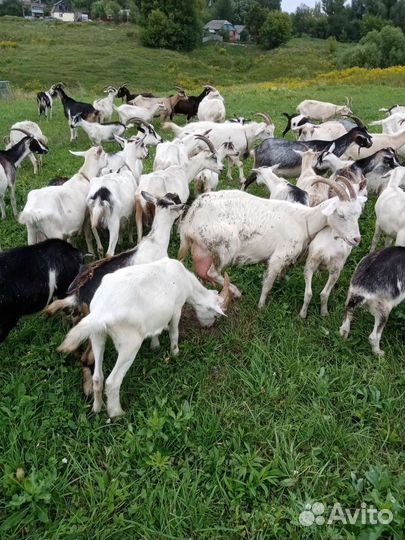 Козы и козляти