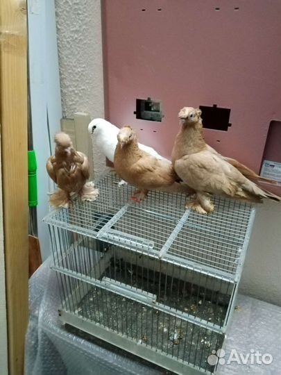 Продажа голубей