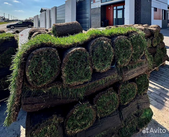 Газонная трава в рулонах