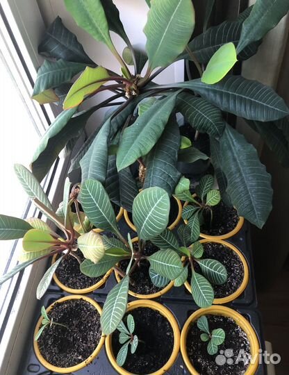 Молочай беложильчатый