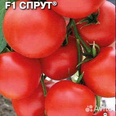 Томатное дерево