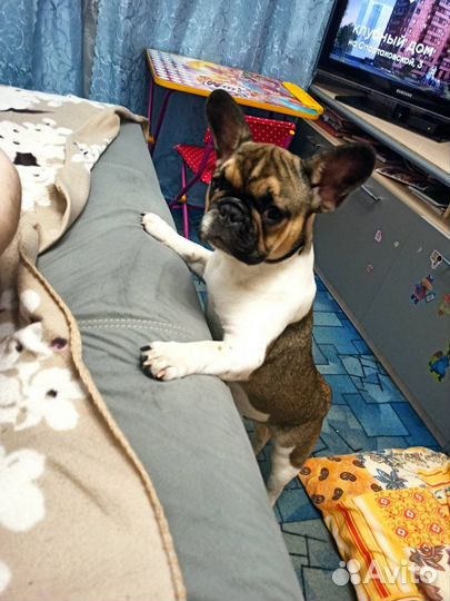 Французский бульдог вязка