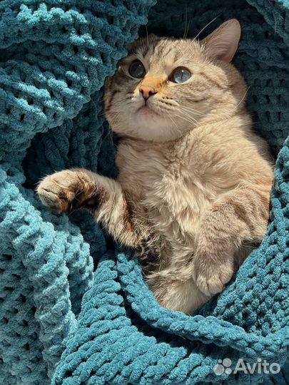 Вязаный шарф