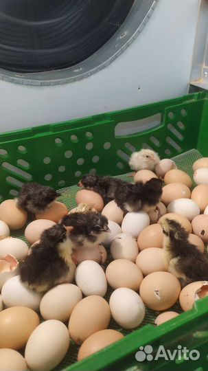 Цыплята