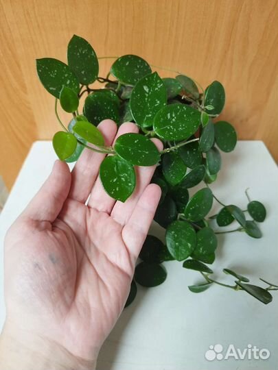 Хойя Матильда