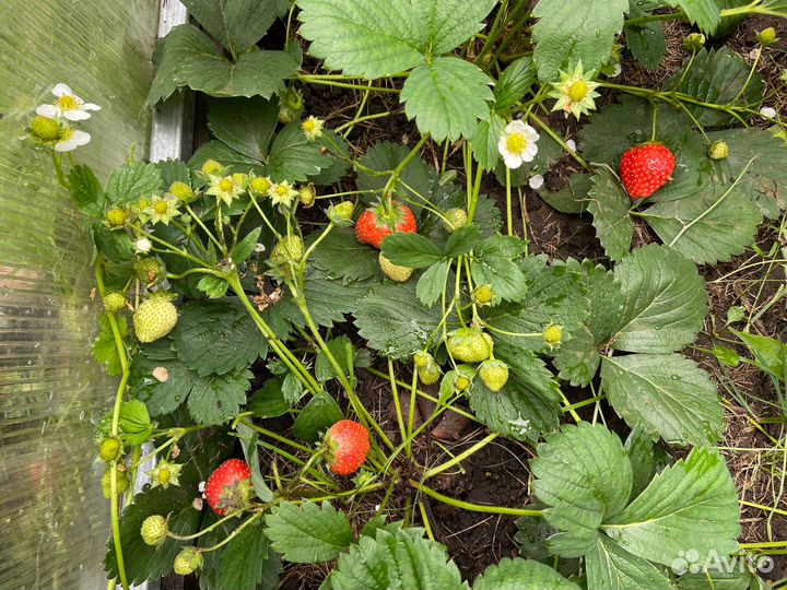 Саженцы клубники