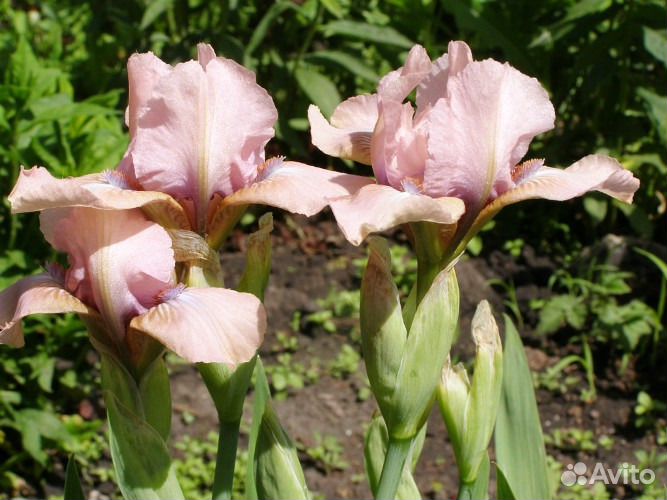 Ирисы бордюрные карликовые