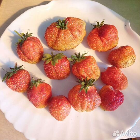 Семена клубники.разные сорта